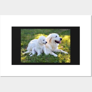 Golden Retriever Posters and Art